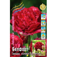 Луковицы Тюльпана Белфорд (2 шт)