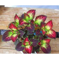 Колеус сортовой в ассортименте