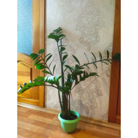 Замиокулькас