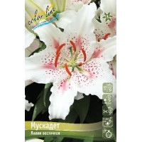 Луковица Лилии восточной Мускадет