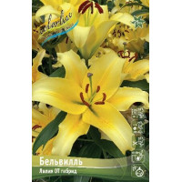 Луковицы Лилии ОТ гибрид Бельвилль