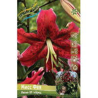 Луковицы Лилии ОТ гибрид Мисс Фея