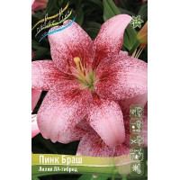 Луковица Лилии ЛА гибрид Пинк Браш