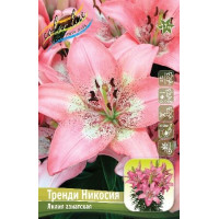 Луковицы Лилии азиатской Марлен