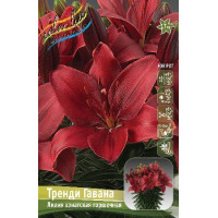 Луковицы Лилии азиатской горшечной Тренди Гавана
