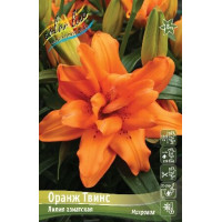 Луковицы Лилии азиатской Оранж Твинс