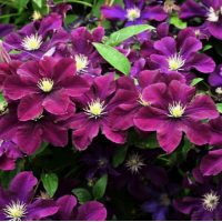 Саженец клематиса Варшавска Найк