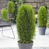 Саженец Туи западной Тотем Смарагд