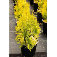 Саженец Туи складчатой Голди