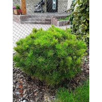 Саженец сосны густоцветковой Алис Веркаде