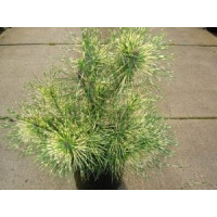 Саженец сосны густоцветковой Окулюс-Драконис