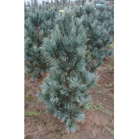 Саженец сосны гибкой Вандервольфс Пирамид