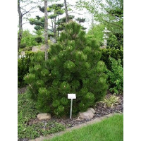 Саженец сосны белокорой Компакт Джем