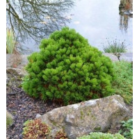 Саженец сосны белокорой Шмидта