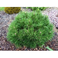 Саженец сосны горной Гессе