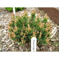 Саженец сосны горной Хампи