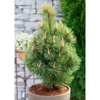 Саженец сосны горной Мумпитц