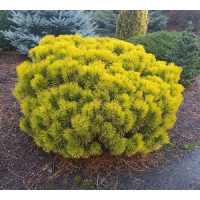 Саженец сосны горной Винтер Сан