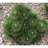 Саженец сосны чёрной Хельга