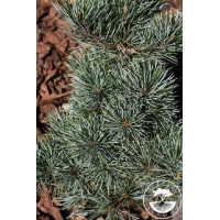 Саженец сосны мелкоцветковой Негиши
