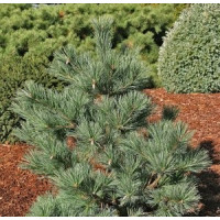 Саженец сосны веймутовой Макопин