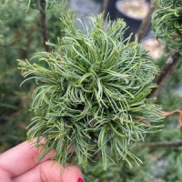 Саженец сосны веймутовой Тайни Курлз