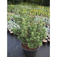 Саженец сосны обыкновенной Хиберниа