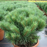 Саженец сосны обыкновенной Ватерери