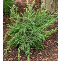 Саженец можжевельника обыкновенного Репанда