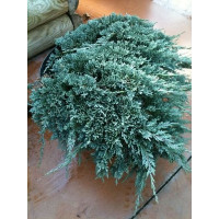 Саженец можжевельника горизонтального Айси Блю