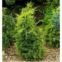 Саженец можжевельника средний Кинг оф Спринг