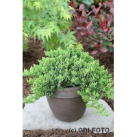 Саженец можжевельника лежачий Нана