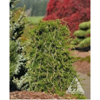 Саженец можжевельника виргинского Пендула