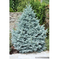 Саженец Ели колючей Фэт Алберт