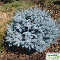 Саженец Ели колючей глаука Глобоза