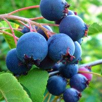 Саженец Ирги ольхолистной Хани Вуд