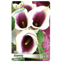 Луковица Каллы Вермеер