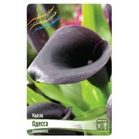 Луковица Каллы Одесса