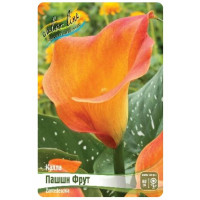 Луковица Каллы Пашшн Фрут