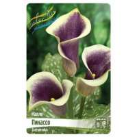 Луковица Каллы Пикассо