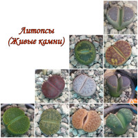 Литопсы из Китая/1 шт (в ассортименте)