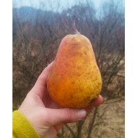 Саженец груши Мраморная летняя