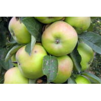 Саженец колонновидной яблони Президент