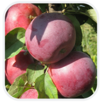 Саженец колонновидной яблони Московское ожерелье