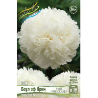 Корень Пиона Боул оф Крем (серия Коллекционер)