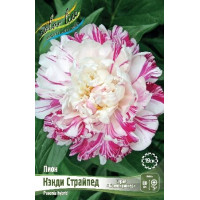Корень Пиона Кэнди Страйпед (серия Коллекционер)