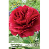 Корень Пиона Ол Фейтфулл (серия Коллекционер)