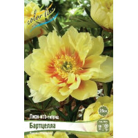 Корень Пиона Бартзелло (ИТО)