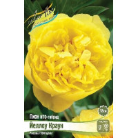 Корень Пиона Йеллоу Краун (ИТО)