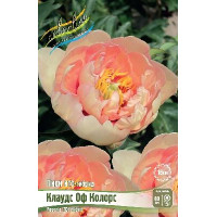 Корень Пиона Клаудс оф Колорс (ИТО)
